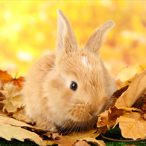Cucciolo di coniglio sulle foglie