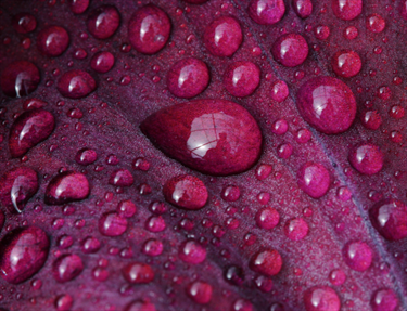 Goccia d'acqua viola